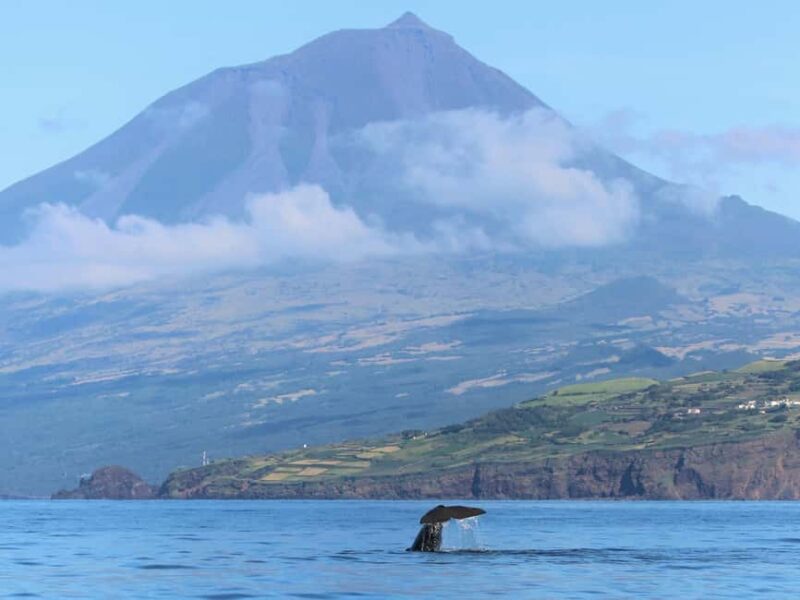 Pico Island: Whale Watching Experience from Lajes do Pico - Respectful Wildlife Watching and Conservation Focus