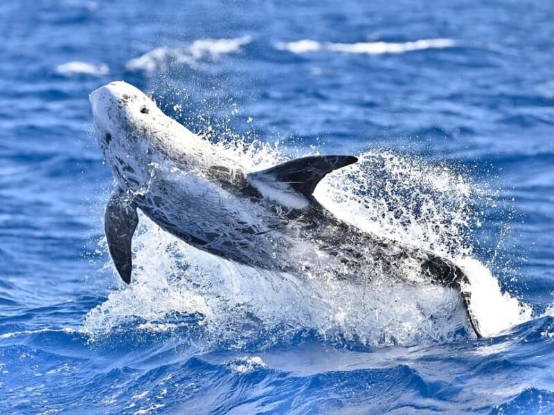 Pico Island: Whale Watching Experience from Lajes do Pico - Scenic Views of Pico Island’s Coastline