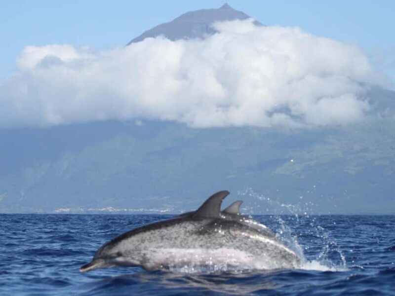 Pico Island: Whale Watching Experience from Lajes do Pico - Practical Tips for a Comfortable Trip