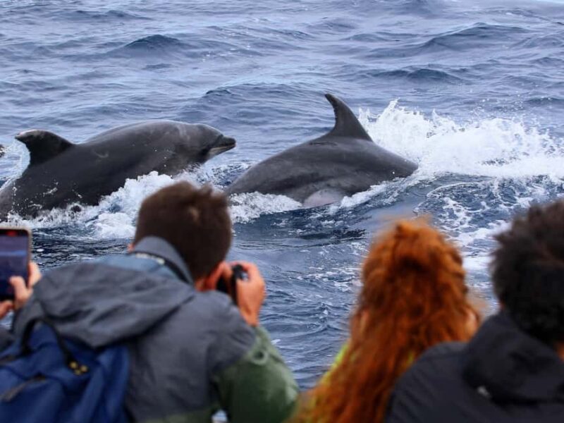 Pico Island: Whale Watching Experience from Lajes do Pico - Suitability and Accessibility