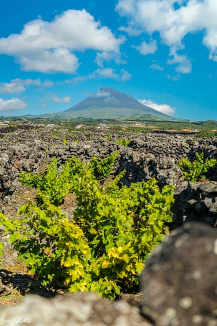 Pico Island: Wine and Vineyards Tour with Tasting - Starting Point and Logistics in Madalena