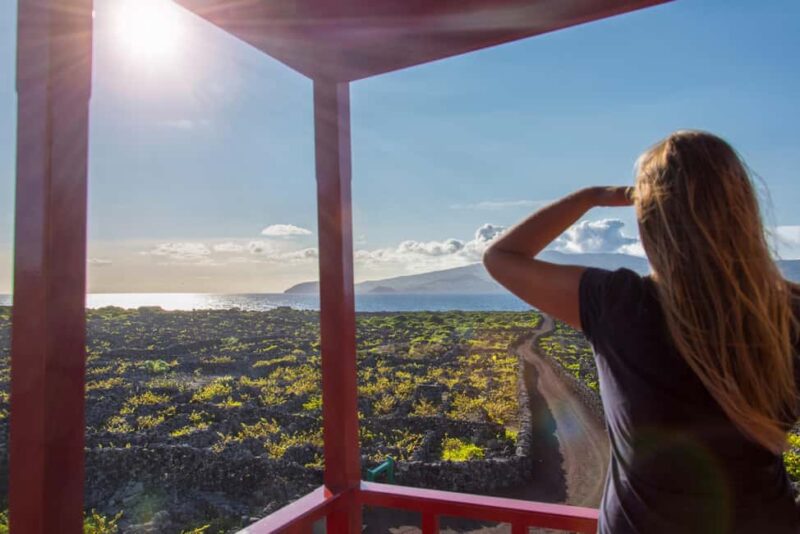 Pico Island: Wine and Vineyards Tour with Tasting - Visiting a Historic Wine Cooperative from 1949