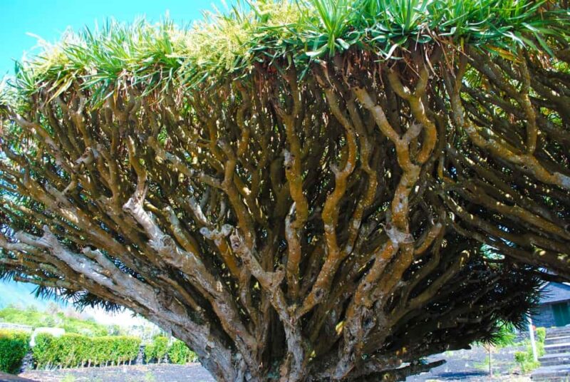 Pico Island: Wine and Vineyards Tour with Tasting - Practical Details and Recommendations