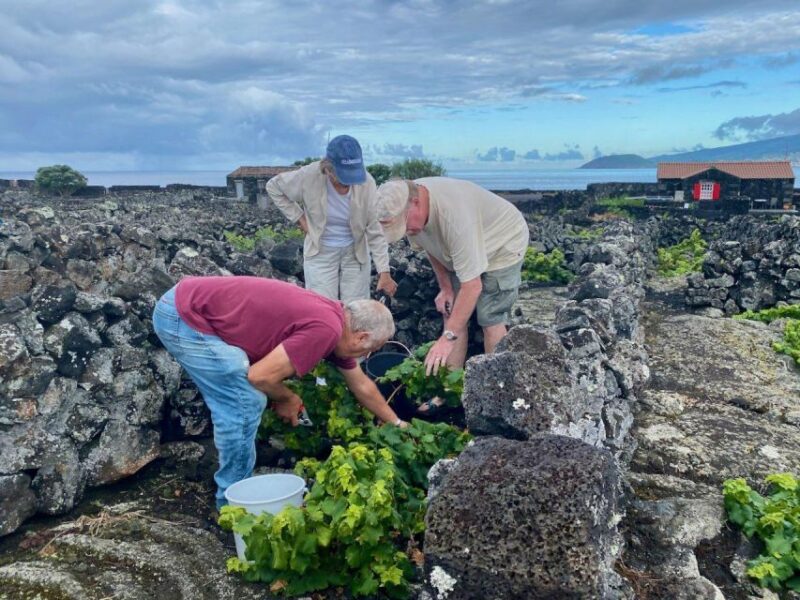 Pico Island: Wine Tasting, Independent Producers & Culture - Why Choose This Pico Island Wine Tour