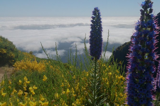 Pico Ruivo-Achadas do Teixeira-Pico Ruivo - Pico pedras/Queimadas - The Impact of Forest Fires and Alternative Routes
