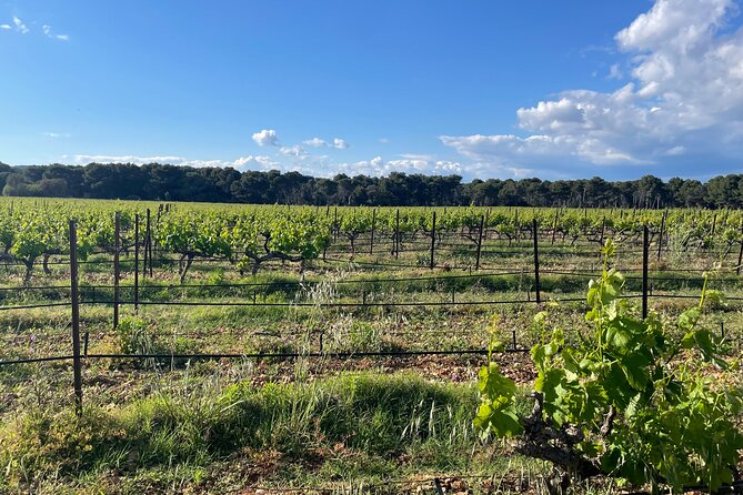 Picpoul de Pinet Tour - Half Day Oysters and Wines - Starting Point and Transportation in Montpellier