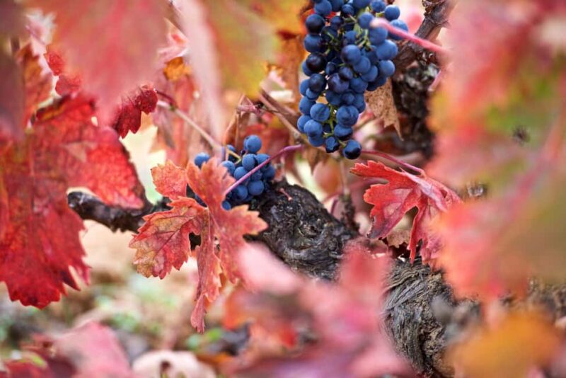 Piedra experience, discovering Spain's oldest wine - Key Points