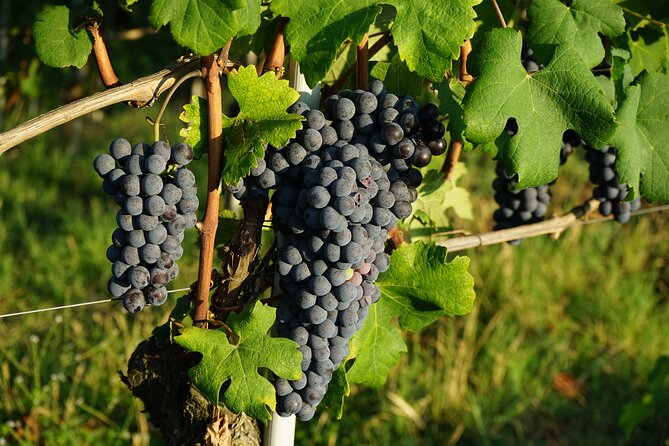 Piemonte Vineyards by Yourself from Turin - Business Car with English Chauffeur - Key Points