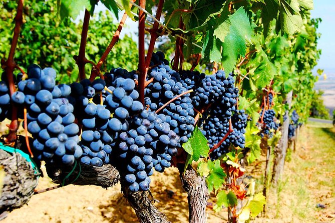 Pienza, Montalcino, Brunello Wine and Pecorino Cheese PRIVATE TOUR from FLORENCE - Key Points