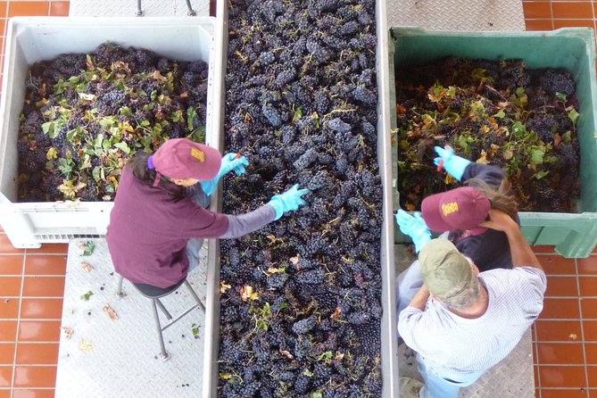 Pienza, Montalcino, Brunello Wine and Pecorino Cheese PRIVATE TOUR from FLORENCE - Learning About Brunello di Montalcino from a Guided Tasting