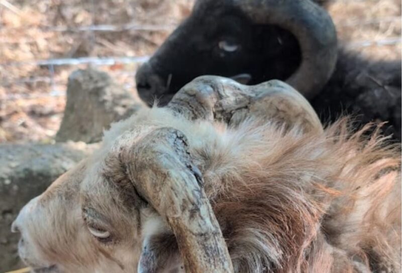 Pienza: Sheep and Chickens Tour w/Gourmet Lunch at Farmhouse - The Strengths: Food, Views, and Animal Encounters