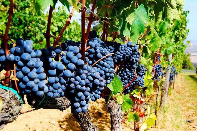 Pienza, Val d'Orcia, Montalcino wine and Pecorino cheese PRIVATE TOUR from SIENA - The Comfort of Private Transportation and Expert Guides