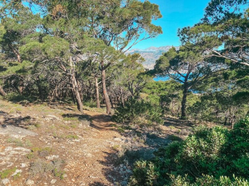 Pigadia: Agia Kyriaki Guided Hike with Coffee/Tea and Raki - Descending through Pine Forests with Coastal Views