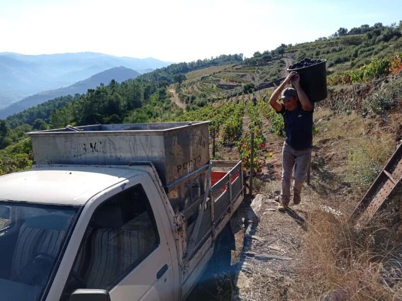 Pinhão Experience: Wine Tasting, Lunch, and Rabelo Boat - Pinhão Experience: Wine Tasting, Lunch, and Rabelo Boat