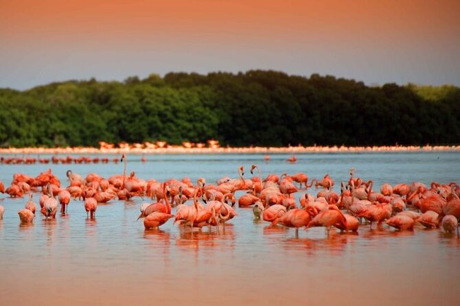 Pink Lake Lagoon and Rio Lagartos Tour from Playa del Carmen - Explore the Stunning Pink Waters of Las Coloradas and Río Lagartos