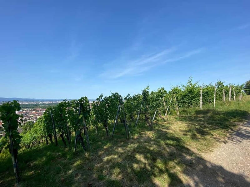 Pinot Noir & Pinot Wine Tour to Baden-Württemberg - Key Points