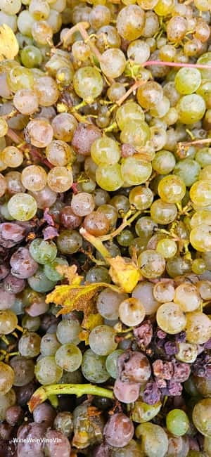 Pinot Noir & Pinot Wine Tour to Baden-Württemberg - Tasting Multi-Award-Winning Pinot Noir from Small Family Producers