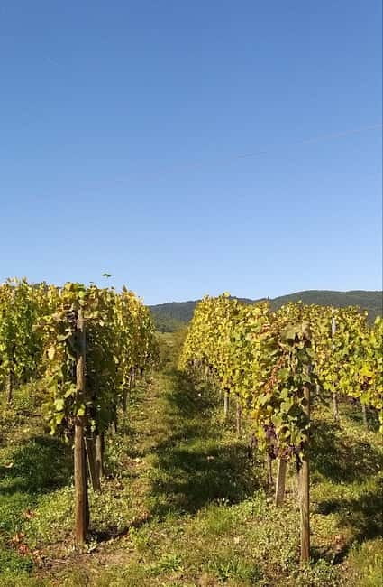 Pinot Noir & Pinot Wine Tour to Baden-Württemberg - Practical Details and Booking Flexibility