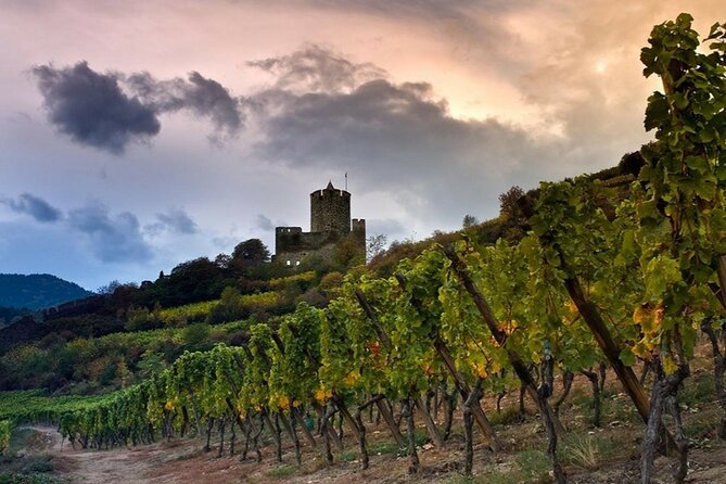 Pinot Noir & Pinot Wine Tour to Baden-Württemberg - Vineyard Walks and Weather Considerations