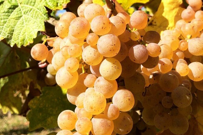 Pinot Noir & Pinot Wine Tour to Baden-Württemberg - Practicalities and Logistics