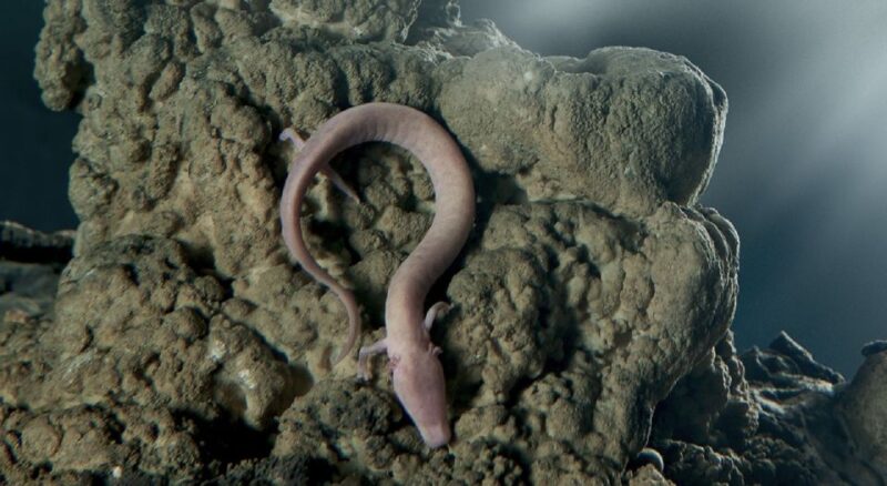 Piran: Half-Day Caves and Castles Tour from Portoro - Key Points