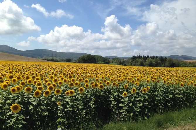 Pisa and San Gimignano Tour from Florence - Discovering San Gimignano’s Medieval Architecture and Shops