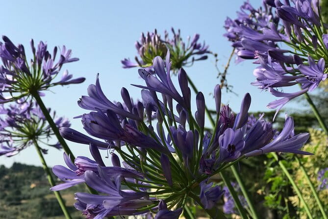 Pitti Palace, Boboli and Bardini gardens Tour with a local Guide - The Value of Guided Insight and Additional Museums
