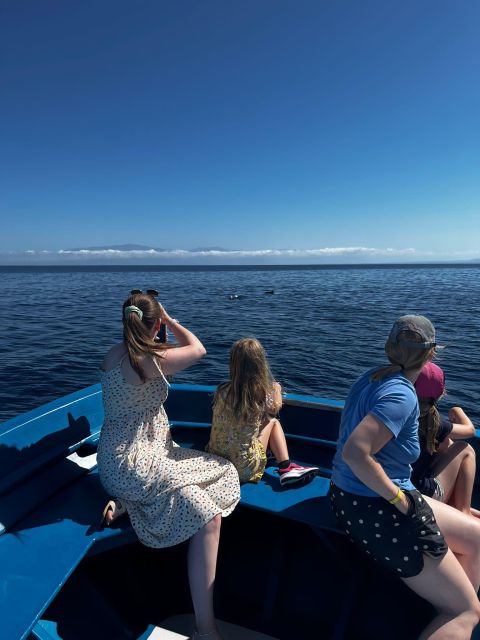 Pizzo: Fishing, Snorkeling, Dolphin Watching - Searching for Dolphins in the Tyrrhenian Sea