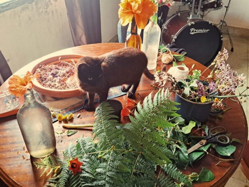 Plants and natural elements for Witchcraft and Tarot - Collecting Plants for Rituals and Healing