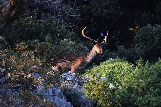 Plavnik island & Wild bays full-day boat trip with capt. Bobo - Swimming and Snorkeling in Wild Bays