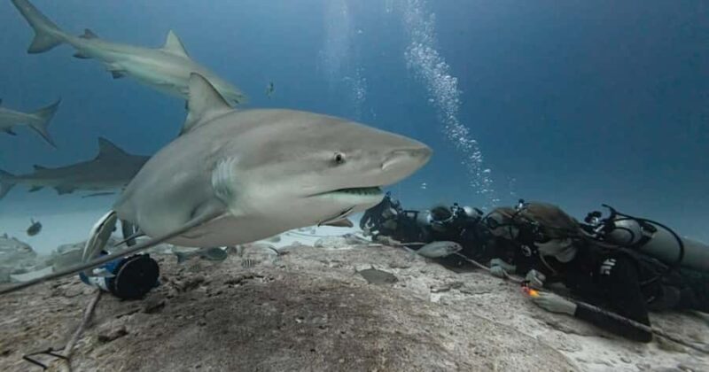 Playa del Carmen: Bull Shark Encounter - Key Points