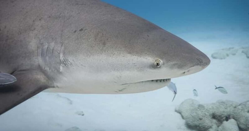 Playa del Carmen: Bull Shark Encounter - The Unique Migration of Pregnant Female Bull Sharks