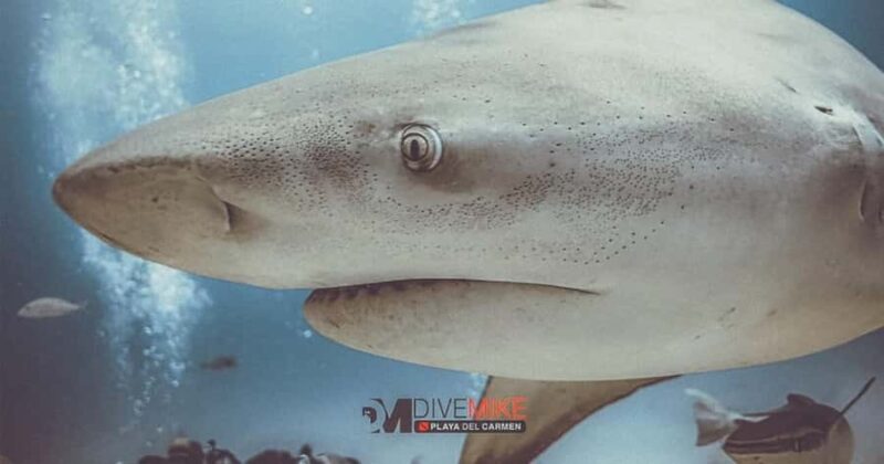 Playa del Carmen: Bull Shark Encounter - Safety Procedures and Guidance for This Shark Encounter