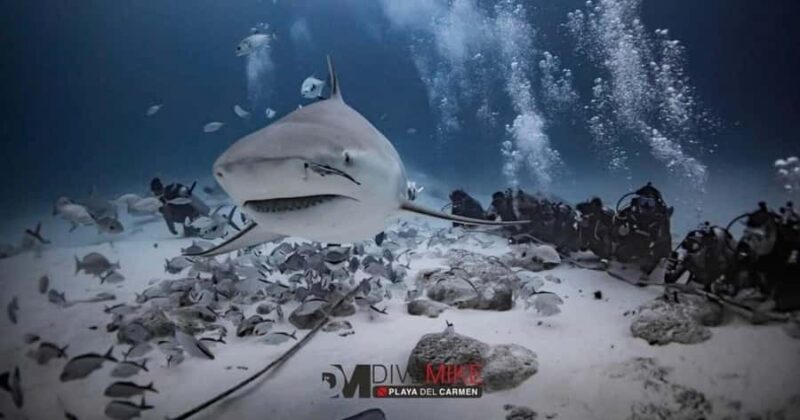 Playa del Carmen: Bull Shark Encounter - What Makes This Tour Different from Other Shark Encounters