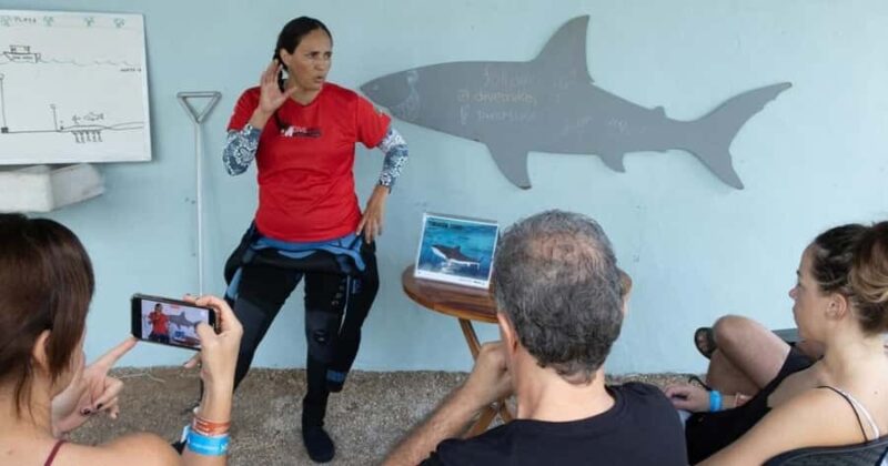 Playa del Carmen: Bull Shark Encounter - Logistics and Group Experience