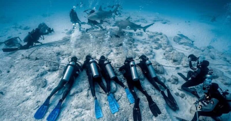 Playa del Carmen: Bull Shark Encounter - The Experience Provider: DIVE MIKE