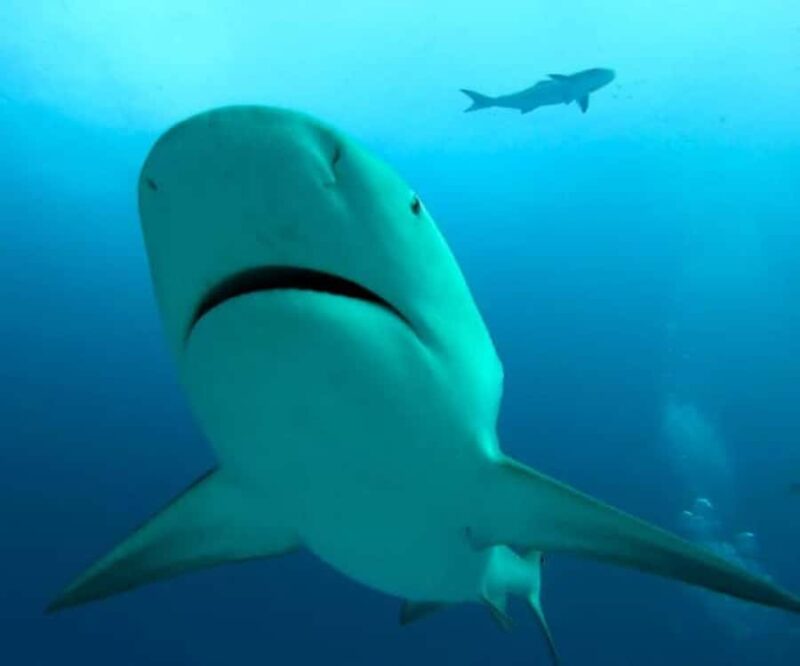 Playa del Carmen: Bull Sharks Encounter & Reef - 2 Dives - Key Points
