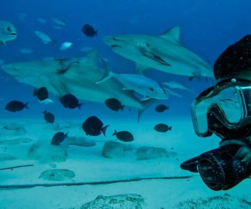 Playa del Carmen: Bull Sharks Encounter & Reef - 2 Dives - Reef Exploration: Colorful Coral Gardens and Tropical Fish