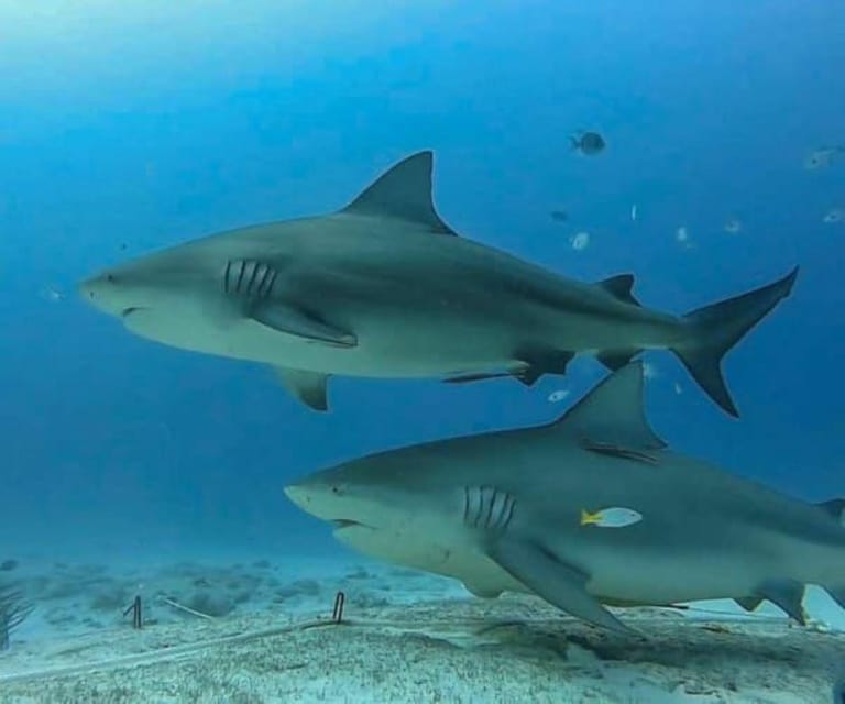 Playa del Carmen: Bull Sharks Encounter & Reef - 2 Dives - Playa del Carmen: Bull Sharks Encounter & Reef - 2 Dives