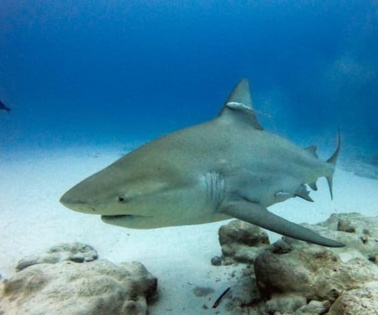 Playa del Carmen: Bull Sharks Encounter & Reef - 2 Dives - Frequently Asked Questions