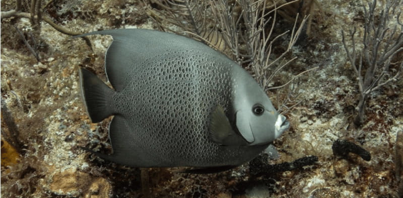 Playa del Carmen: Discover Scuba Diving - The Safety and Learning Foundation of the Tour