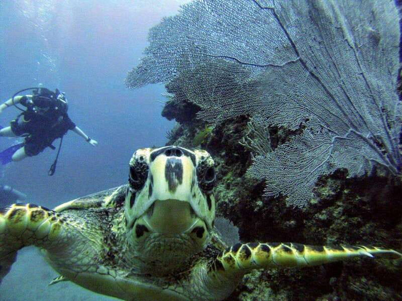 Playa del Carmen: Discover the Surreal World of Scuba Diving - Practice in Confined Water with High-Quality Equipment