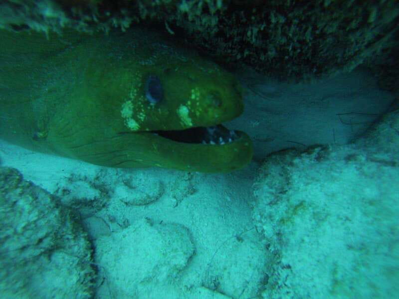 Playa del Carmen: Discover the Surreal World of Scuba Diving - Physical Requirements and Medical Considerations