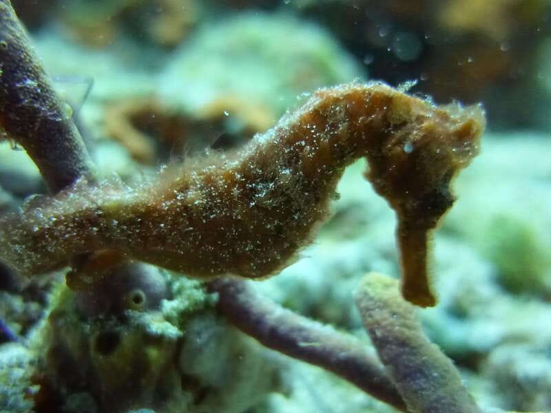 Playa del Carmen: Dual Realm Diving (Cenote + Reef Diving) - What Equipment and Inclusions Make This Tour Stand Out?