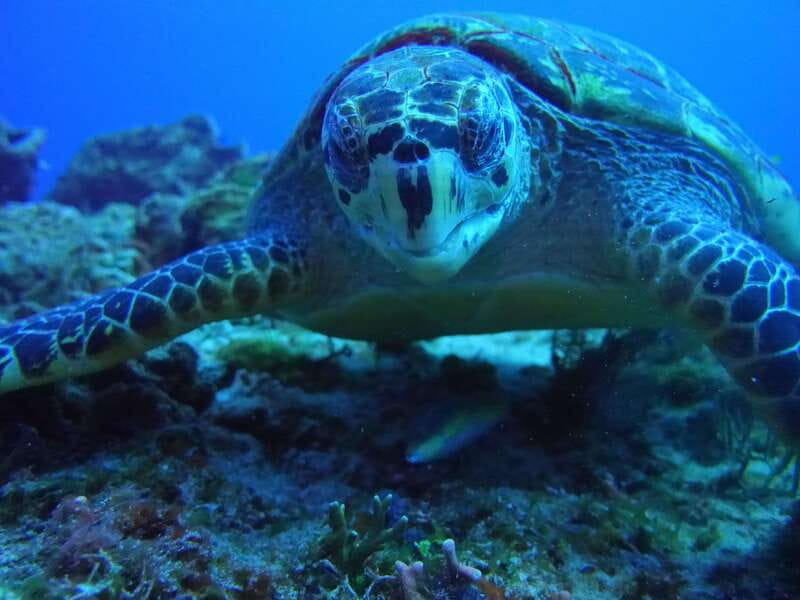 Playa del Carmen: Dual Realm Diving (Cenote + Reef Diving) - Pricing and Booking Flexibility