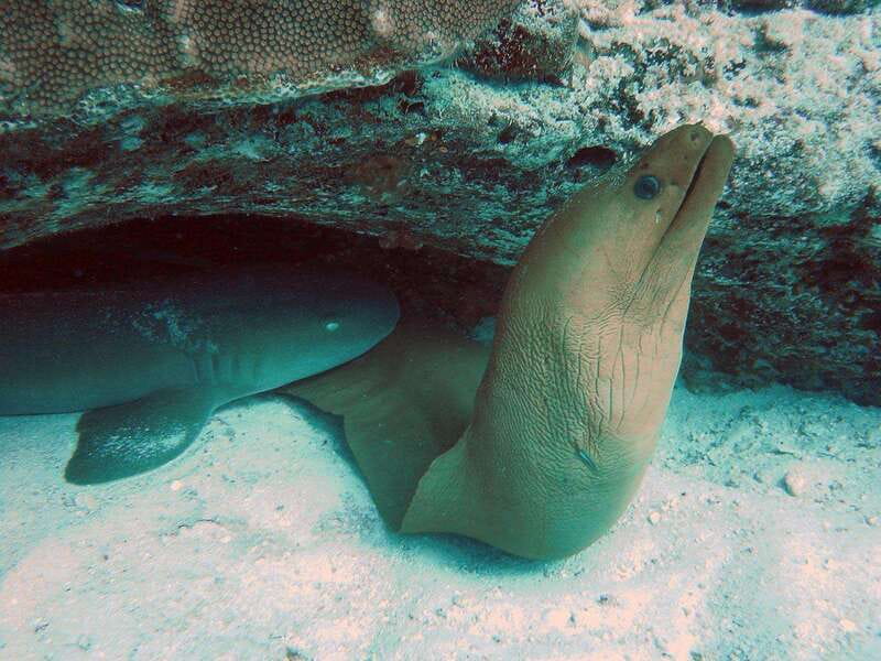 Playa del Carmen: Extreme Cozumel Diving by Speed Boat - Starting Point at My Private Dives Downtown Beach Location