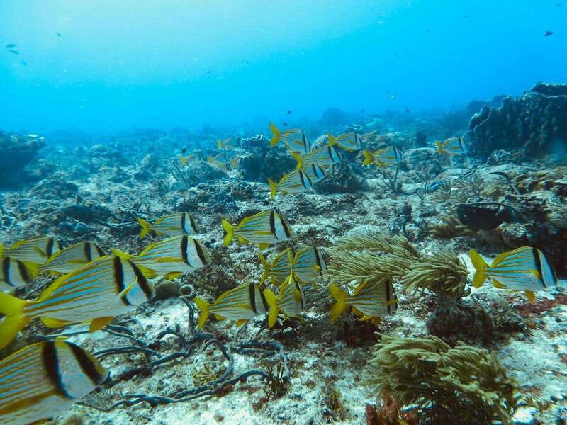 Playa del Carmen: Extreme Cozumel Diving by Speed Boat - Logistics and Group Size