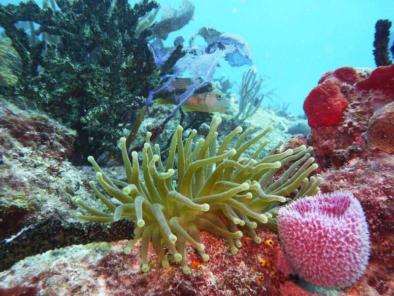 Playa del Carmen: Extreme Cozumel Diving by Speed Boat - Value for Money in a Private Setting