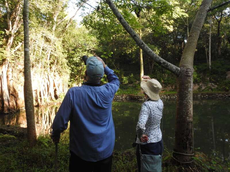 Playa del Carmen: Guided Birdwatching Hike - Exploring the Jungle Birdwatching Spots Near Playa del Carmen