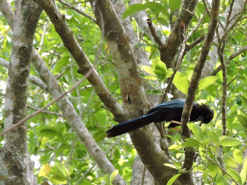 Playa del Carmen: Guided Birdwatching Hike - The Bird Species You Can Expect to See
